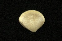 藏品(普通文蛤)的圖片